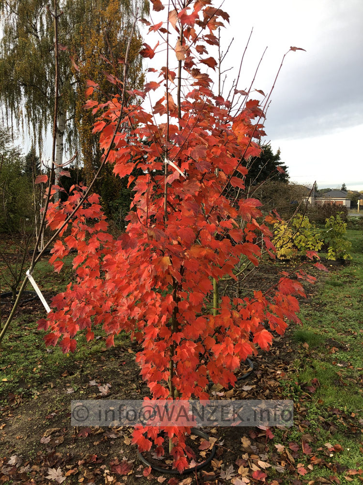 Acer rubrum Sun Valley 01.JPG